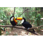 Парк  экзотических птиц  в Игуасу